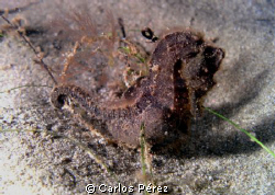 Pregnant male Sea Horse @Crash Boat Beach Aguadilla Puert... by Carlos Pérez 